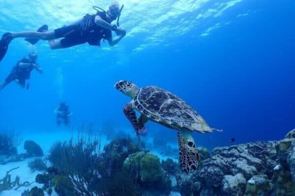 Bonaire Marine Park: Private Boat Diving Experience (Bonaire) - Image 2