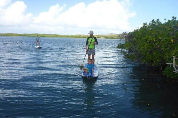 Guided SUP-mangrove ECO tour for beginners (Curaçao) - Image 3
