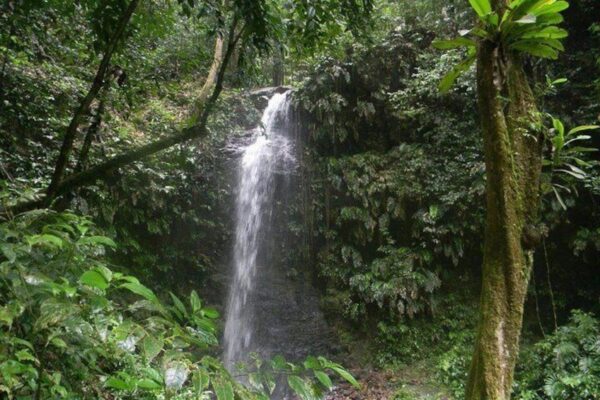 Excursión de día completo al Parque Natural de Brownsberg (Surinam) - Imagen 5