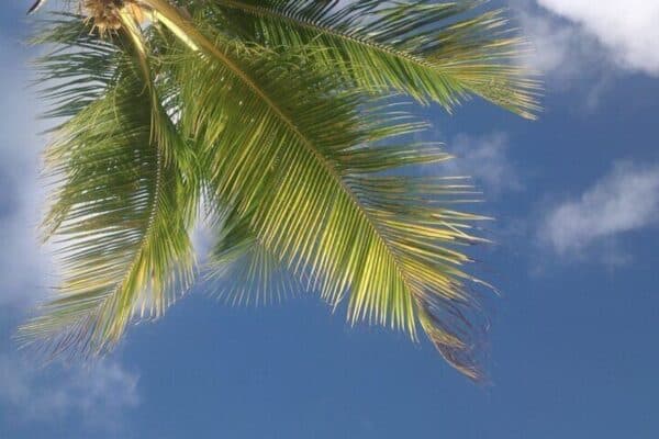 Island Hopping on the Beach (Sint Maarten) - Image 5