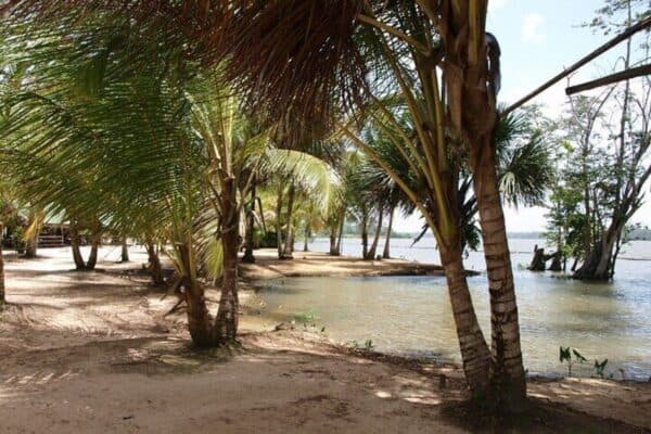 2-Day Jodensavanne and Bridging from Paramaribo (Suriname) - Image 4