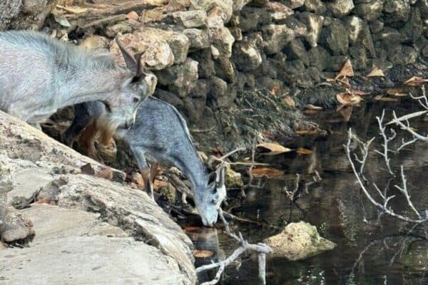 Jeep Tour: Natuurlijke Zwembad, Grotten en Babystrand Avontuur (Aruba) - Afbeelding 4