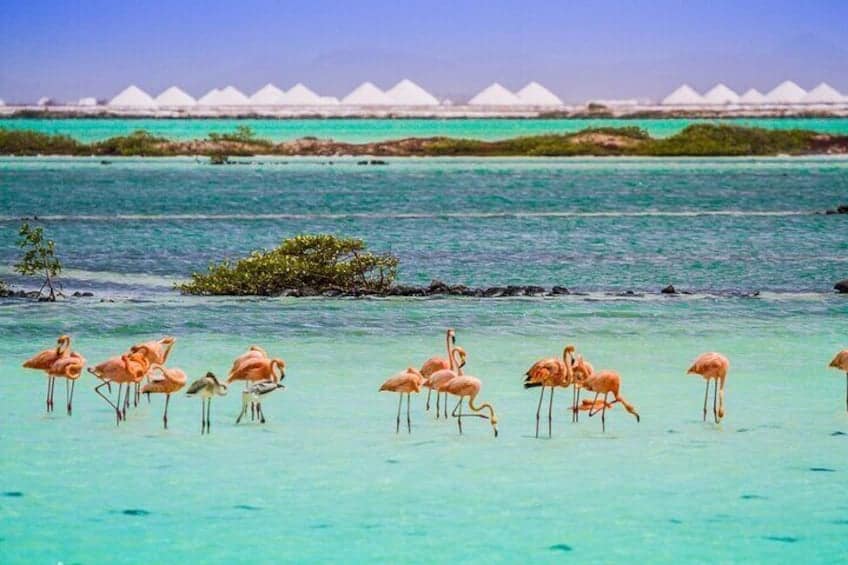 2 Uur Individuele Begeleide Tour op het Zuidereiland voor Singles en Stellen (Bonaire)