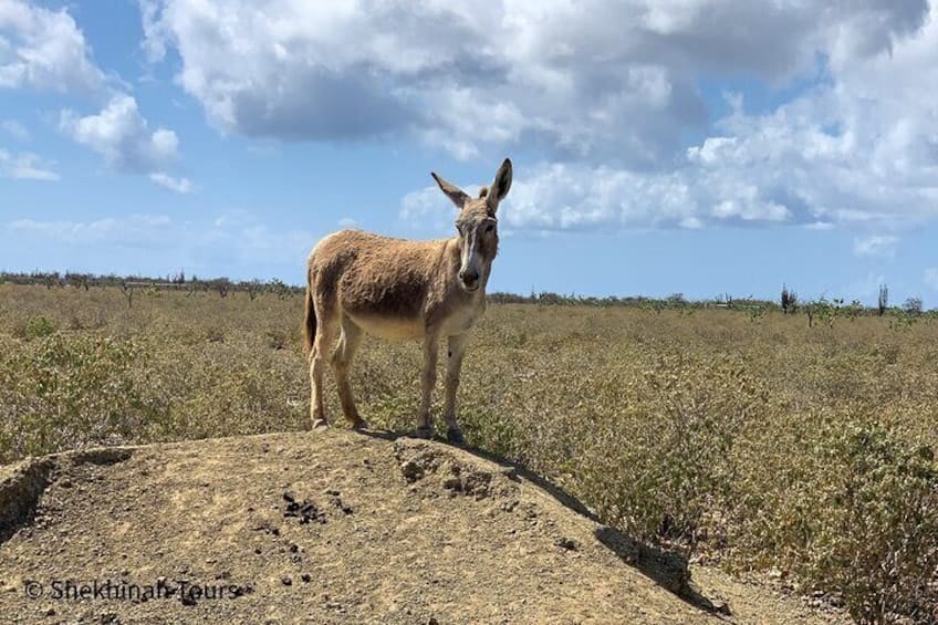 Eerlijke Ezelentocht met Lokale Gids (Bonaire)