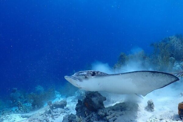 Privé Boot Duikcharter met Lokale Gids en Uitrusting (Bonaire) - Afbeelding 3
