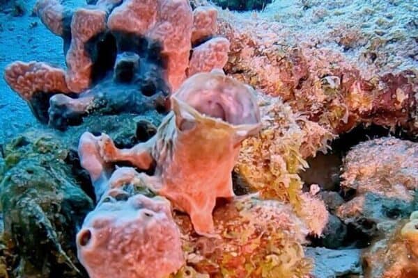 Discover the Scuba Diving Experience (Bonaire) - Image 5