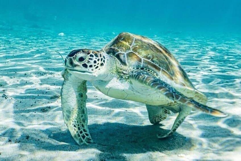 Snorkelen met Schildpadden en Kenepa Grandi: Dé Eilandexcursie! (Curaçao)