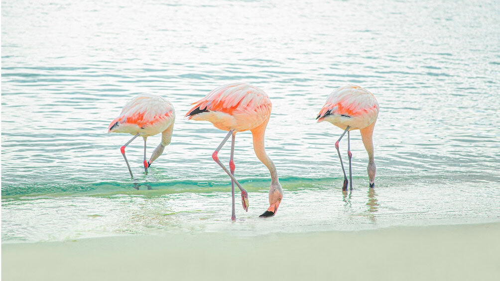 Het Palmeneiland Avontuur Verwacht Jou (Aruba)