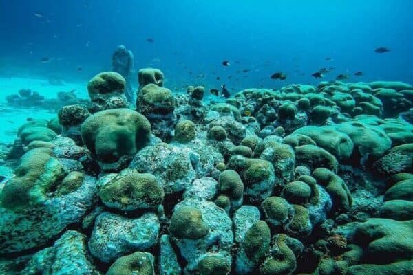 Excursión de buceo de 2 tanques para buzos certificados (Aruba) - Imagen 2