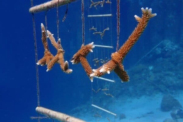 Explore Diving in Curaçao (Curaçao) - Image 5