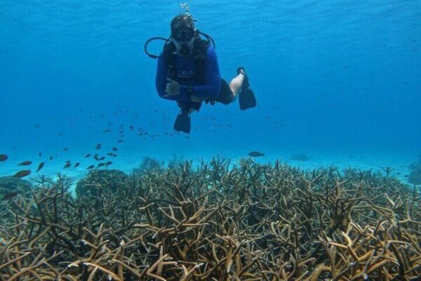 ¡Descubre el buceo en el paraíso para buceadores! (Bonaire) - Imagen 2