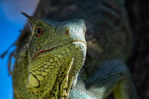 VIP Private Island & Snorkeling – South Bonaire (Bonaire) - Image 2