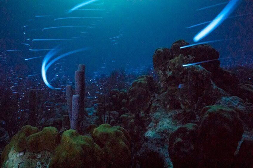 Snorkel nocturno bioluminiscente (Bonaire)