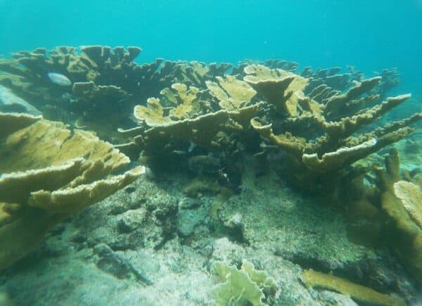 Mangle Halto and Baby Beach Snorkeling Adventure (Aruba) - Image 5