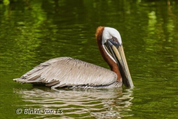 Domaine de Vogelsafari: Excursión en grupo reducido (Sint Maarten) - Imagen 4