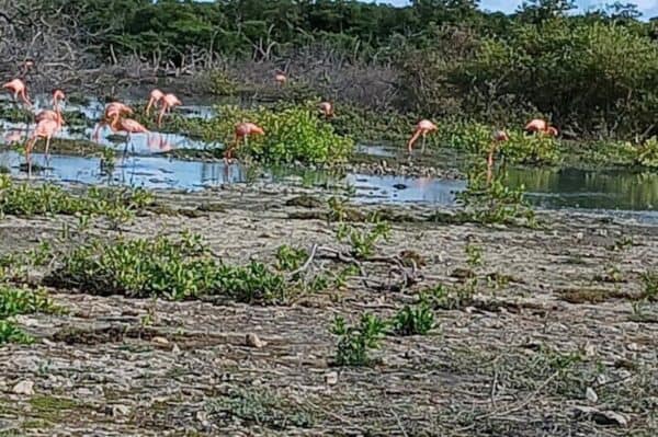 Snorkeling with Turtles & Flamingos Spotting (Bonaire) - Image 5