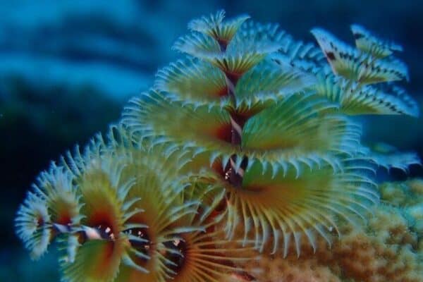 Explore Diving in Curaçao (Curaçao) - Image 2