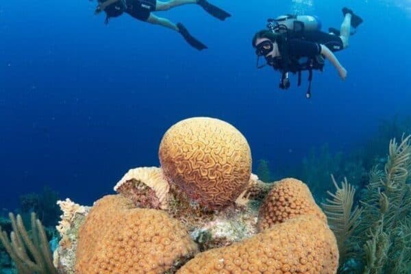 Guided Underwater Adventure in Bonaire Marine Park with 2 Dives (Bonaire) - Image 4