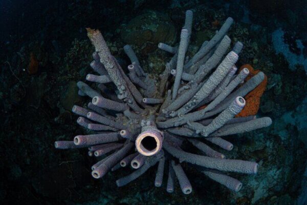Guided Underwater Adventure in Bonaire Marine Park with 2 Dives (Bonaire) - Image 3