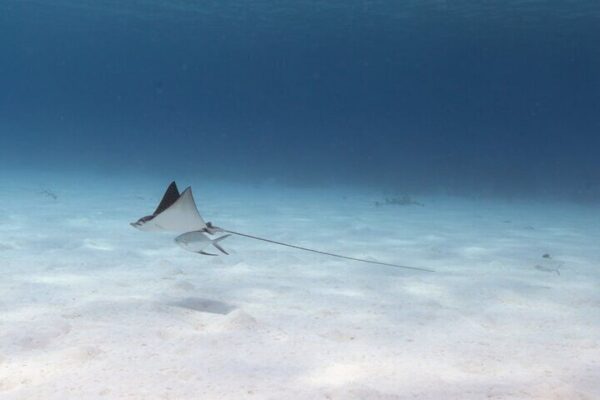 Experiencia de navegación y buceo 100% privada en un yate de vela de 45 pies en Bonaire (Bonaire) - Imagen 3