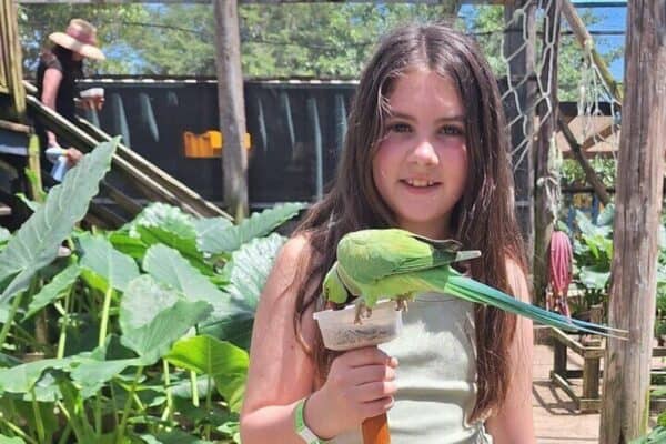 Especies de aves coloridas (Sint Maarten) - Imagen 3