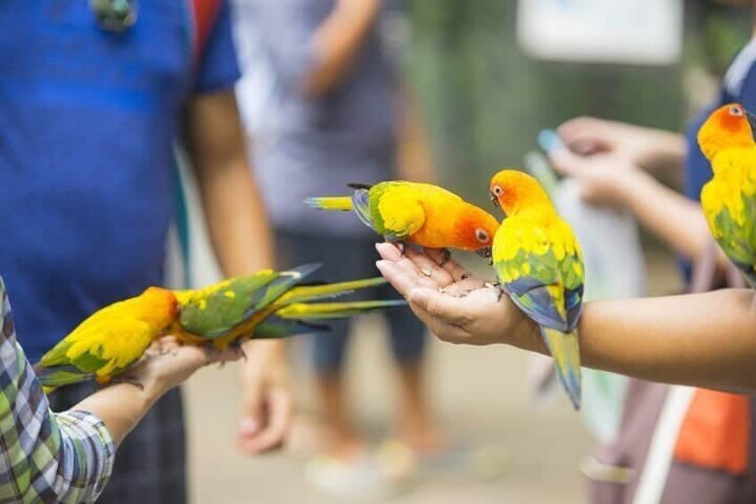 Kleurrijke Vogelsoorten (Sint Maarten)