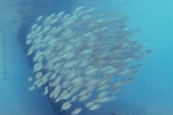 Semiprivate Snorkelexcursie met 2 Haltes op Bonaire (Bonaire) - Afbeelding 2