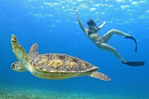 Turtle Snorkeling Adventure in Tres Trapi (Aruba) - Image 5