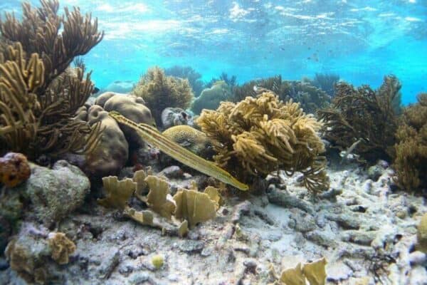 Luxury Snorkeling Tour on a Spacious Wooden Schooner with Local Lunch (Bonaire) - Image 4