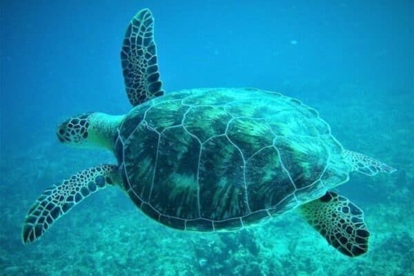 4 hours - 3 Islands Snorkeling with Turtles and Beach Adventure (St Maarten) - Image 4