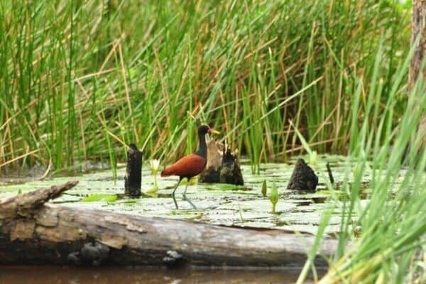 2-Day Nickerie Tour with Boat Trip in Bigipan (Suriname) - Image 4