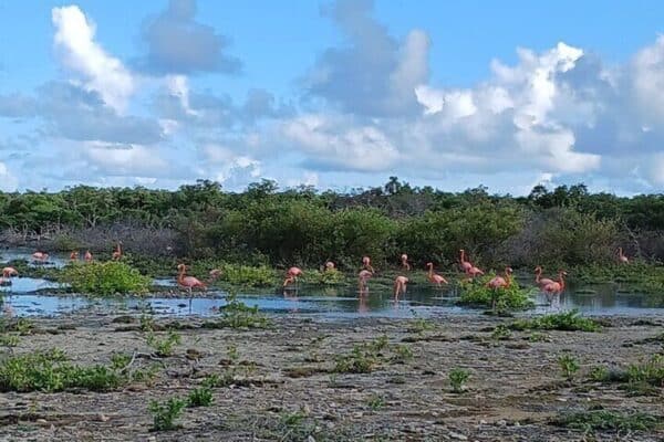 Snorkeling with Turtles & Flamingos Spotting (Bonaire) - Image 2