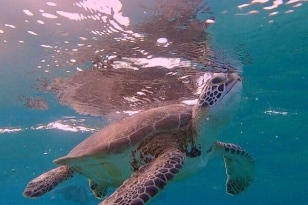Semiprivate Snorkelexcursie met 2 Haltes op Bonaire (Bonaire) - Afbeelding 3