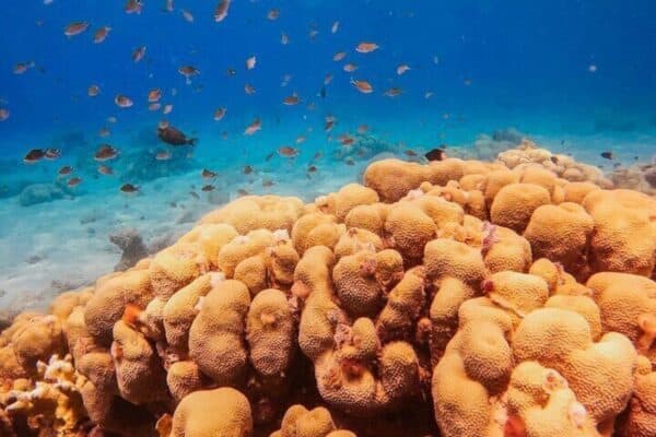 Verkenning duikervaring in Curaçao (Curaçao) - Afbeelding 3