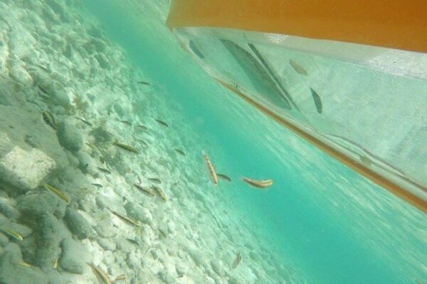 Glass Bottom Kayak Tour of the Mangrove Forest (Aruba) - Image 2