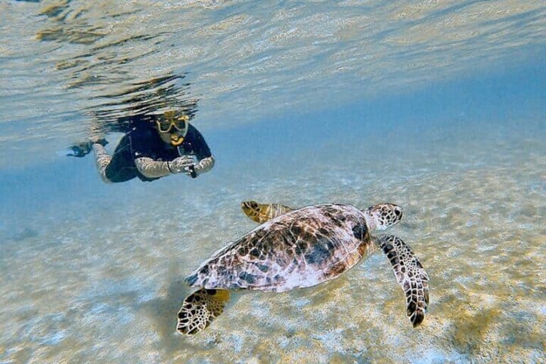 Snorkelen met Schildpadden & Flamingo's Spotten (Bonaire)