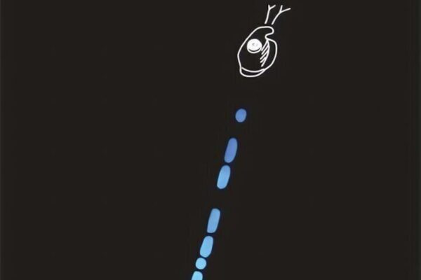 Bioluminescent Night Snorkeling (Bonaire) - Image 2