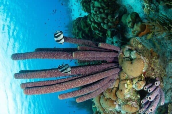 Guided Underwater Adventure in Bonaire Marine Park with 2 Dives (Bonaire) - Image 2