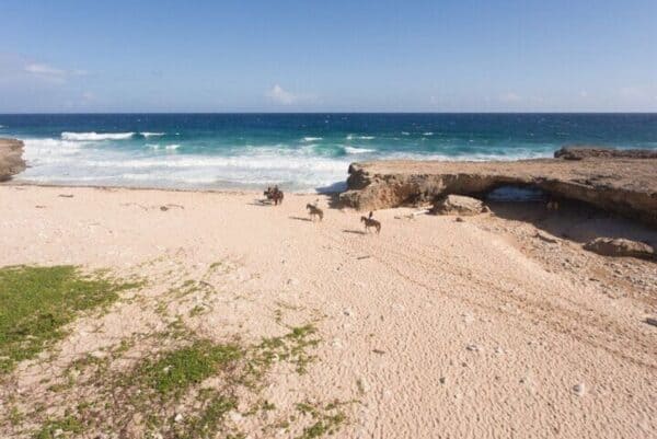 Paseos a caballo en la playa de Wariruri (Aruba) - Imagen 4