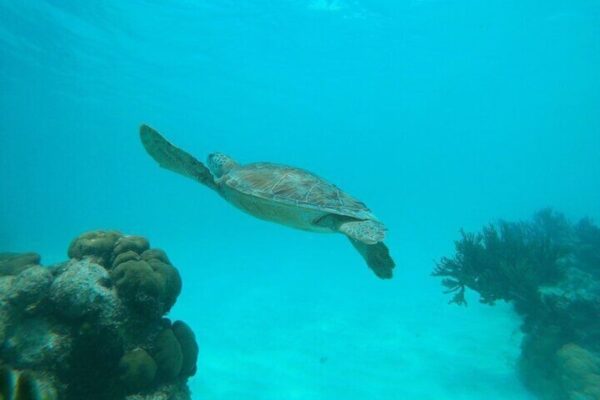 Snorkel privado con 2 paradas - ¡Ecológico! (Aruba) - Imagen 2