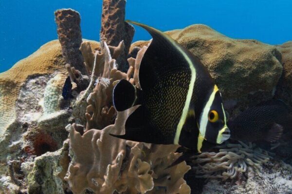 E-Snorkeltocht op Bonaire met gemakkelijke Sea Scooters (Bonaire) - Afbeelding 4