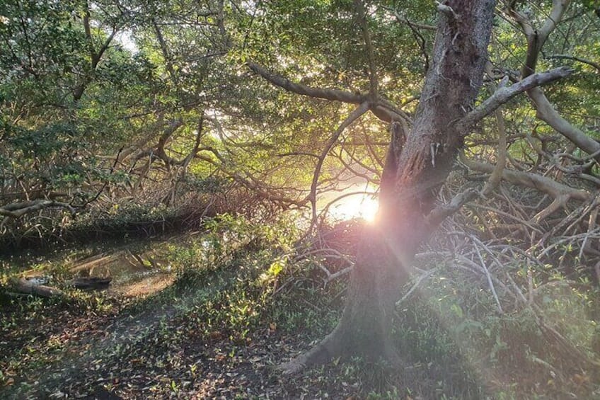 Privé Tour bij de Mangrove en Vogels Spotten (Aruba)