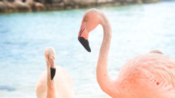 La aventura de Palm Island te espera (Aruba) - Imagen 3