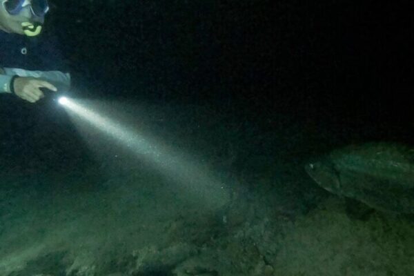 Night snorkeling with tarponen (Bonaire) - Image 5