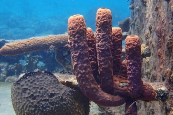 Explore Diving in Curaçao (Curaçao) - Image 4