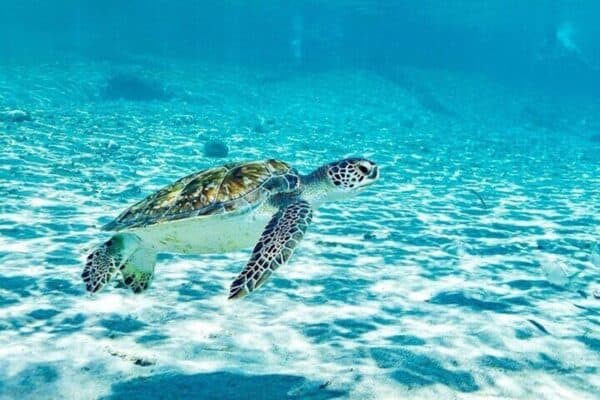 Snorkeling with Turtles and Kenepa Grandi: The Island Excursion! (Curaçao) - Image 4