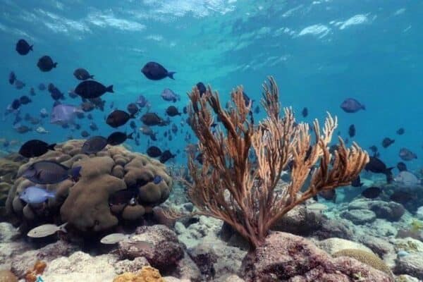 Snorkel: Mangel Halto y Baby Beach (Aruba) - Imagen 3