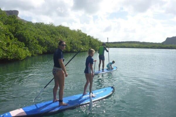 Guided SUP-mangrove ECO tour for beginners (Curaçao) - Image 2