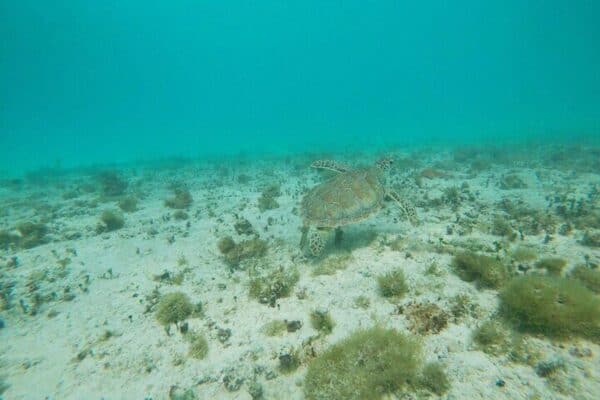 Snorkel privado con 2 paradas - ¡Ecológico! (Aruba) - Imagen 4