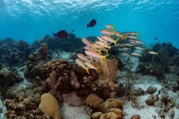 Guided Underwater Adventure in Bonaire Marine Park with 2 Dives (Bonaire) - Image 5